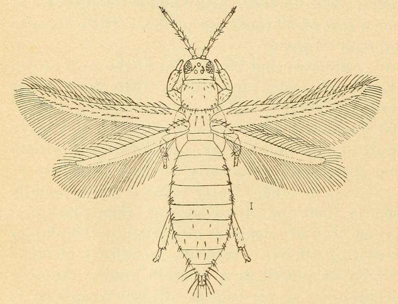 Frankliniella fusca