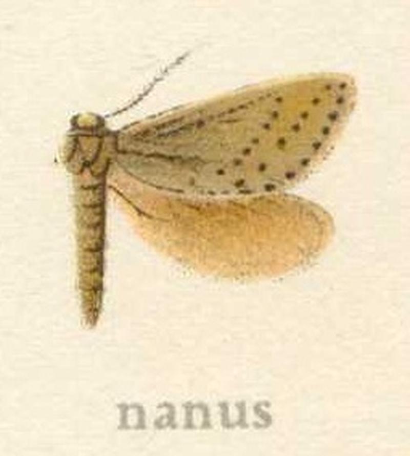 Fraus nanus