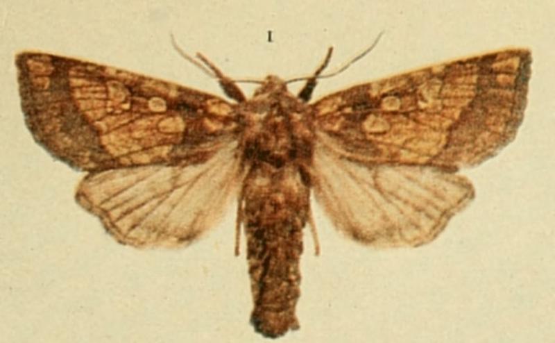 Frosted Orange Moths of the British Isles