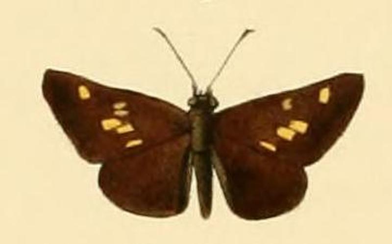 Fulda bernieri