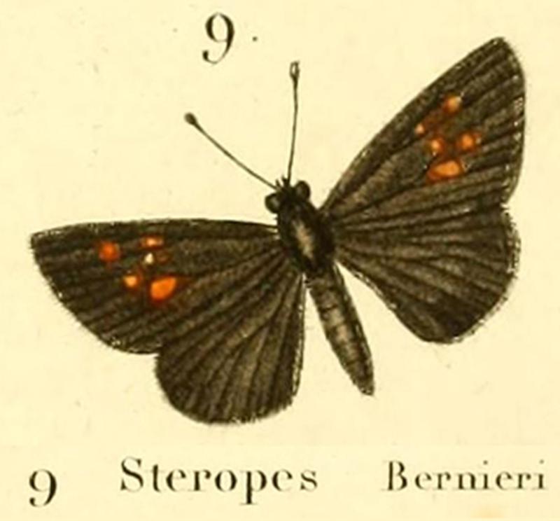 Fulda bernieriBoisduval1833OD