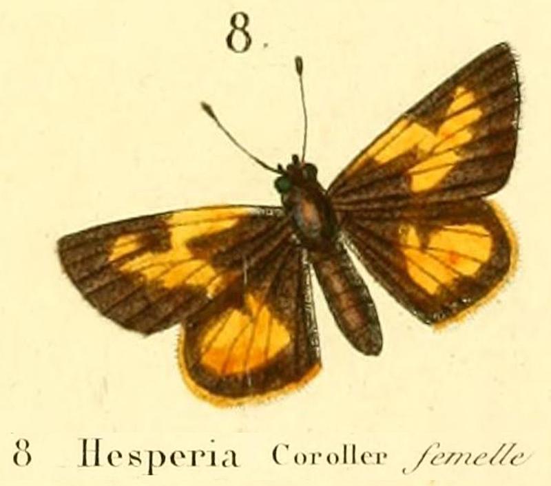 Fulda corollerBoisduvalOD