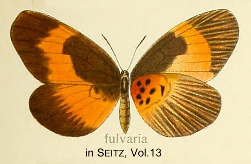 FulvariaAurivillius in SeitzVol13