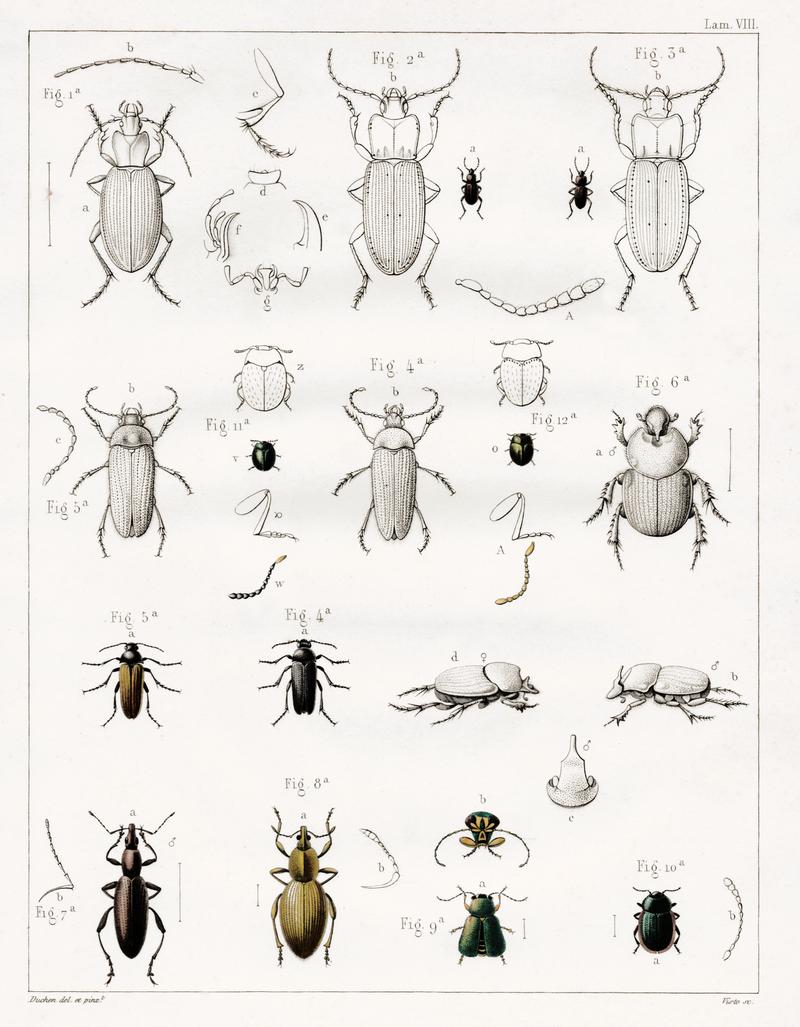 GRAELLS (1850) 02