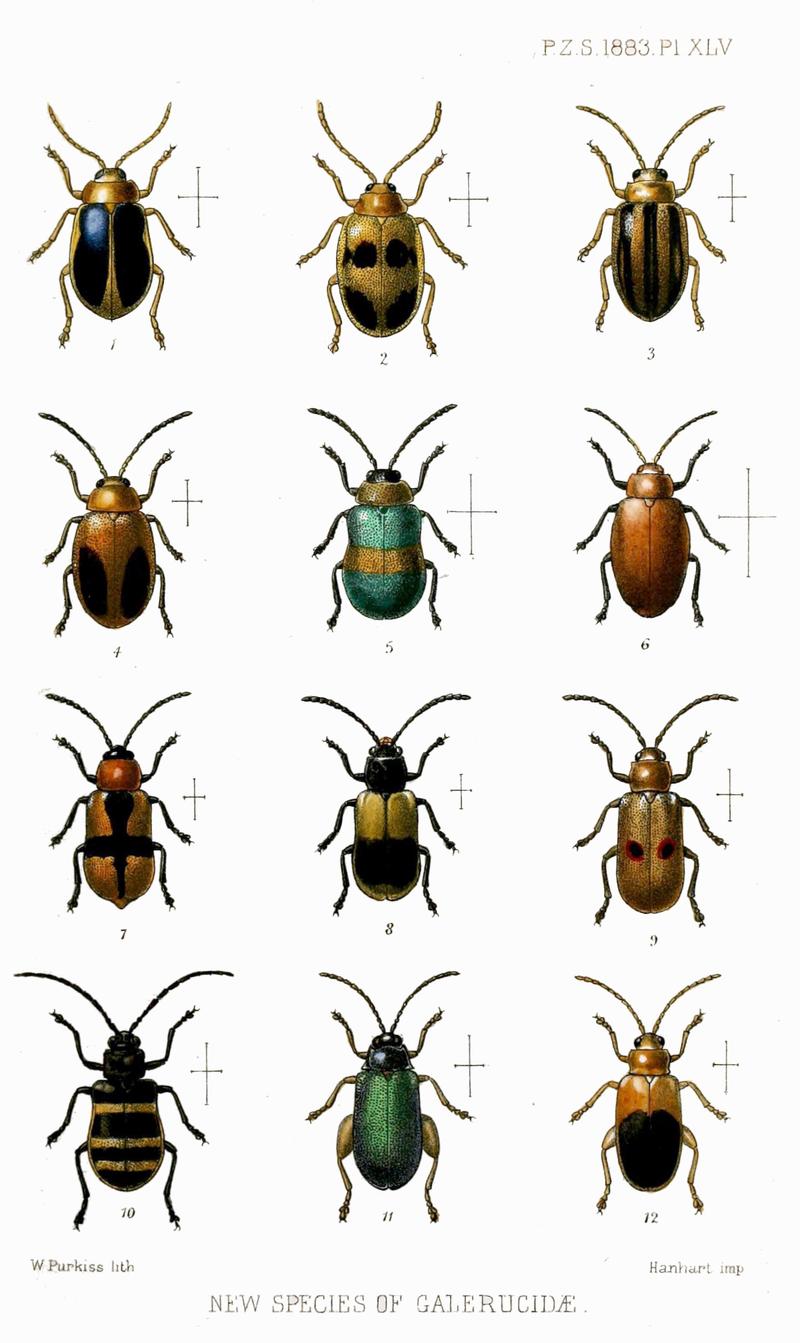 New Species of Galerucinæ dorsal view