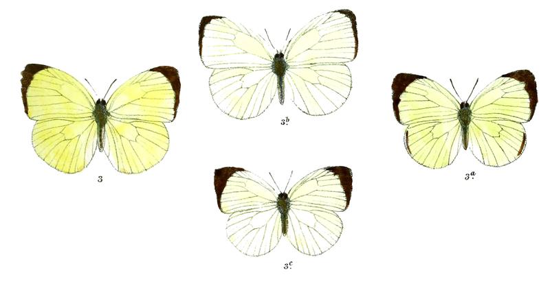 Gandaca burmana
