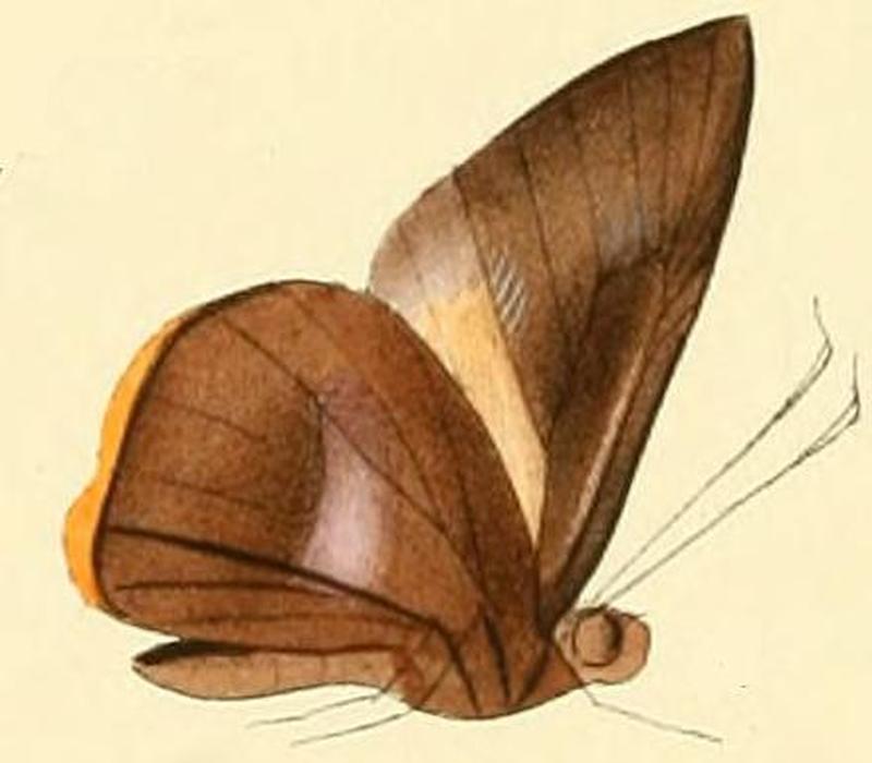 Gangara lebadea1