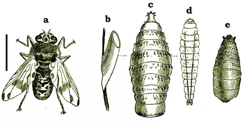 Gastrophilus equi