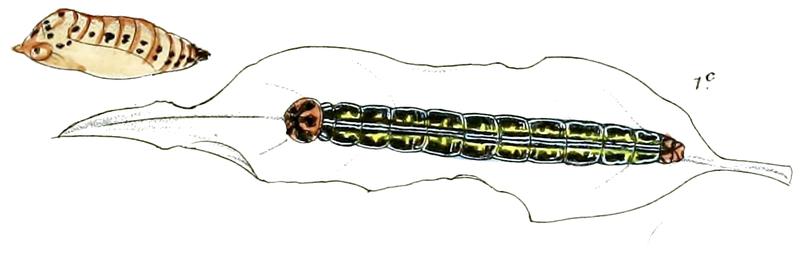 GecanaFergussoniLP 747 1