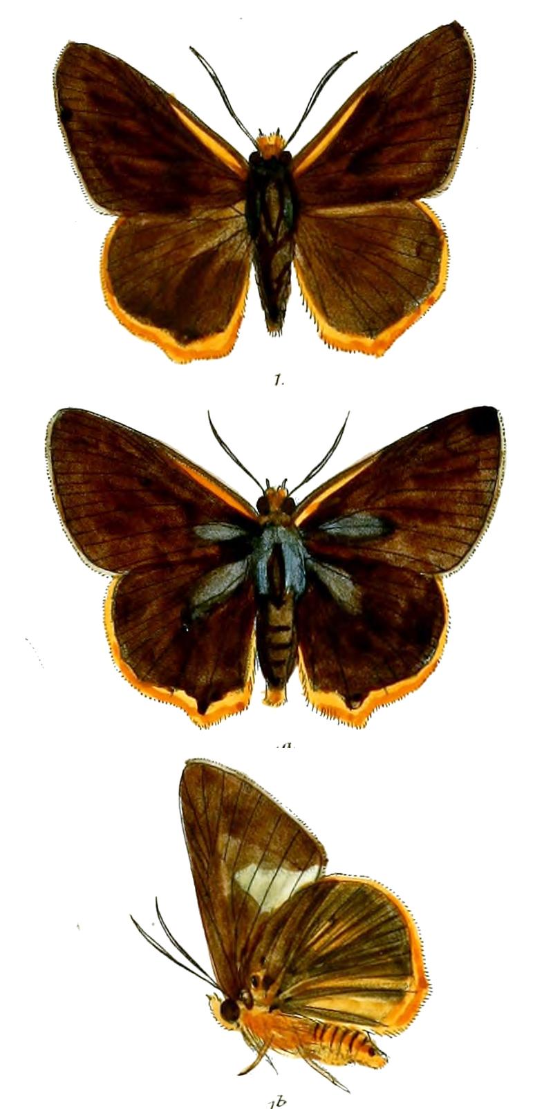 GecanaFergussoni 747 1