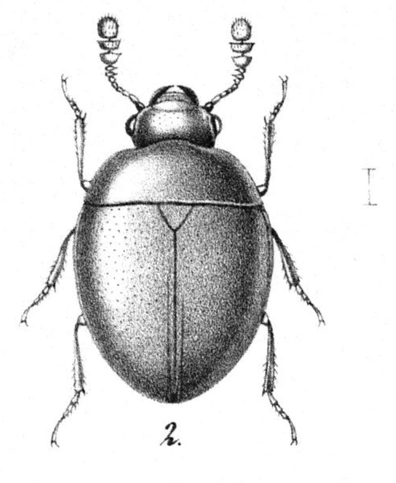 Gelae cognatum Matthews 1887