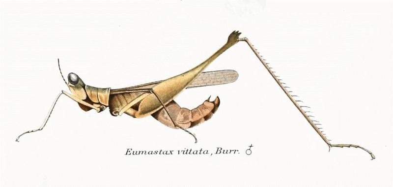 Genera Insectorum - Eumastax vittata