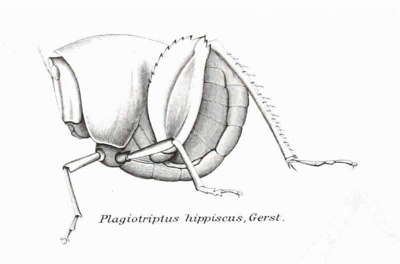 Genera Insectorum - Plagiotriptus hippiscus