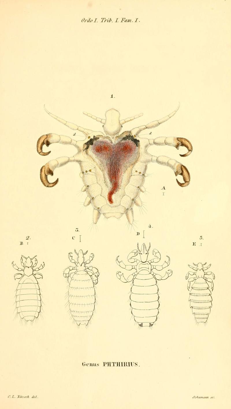 Genera quædam insectorum (6049322095)