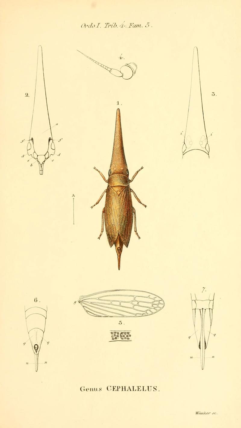 Genera quædam insectorum (6049323037)