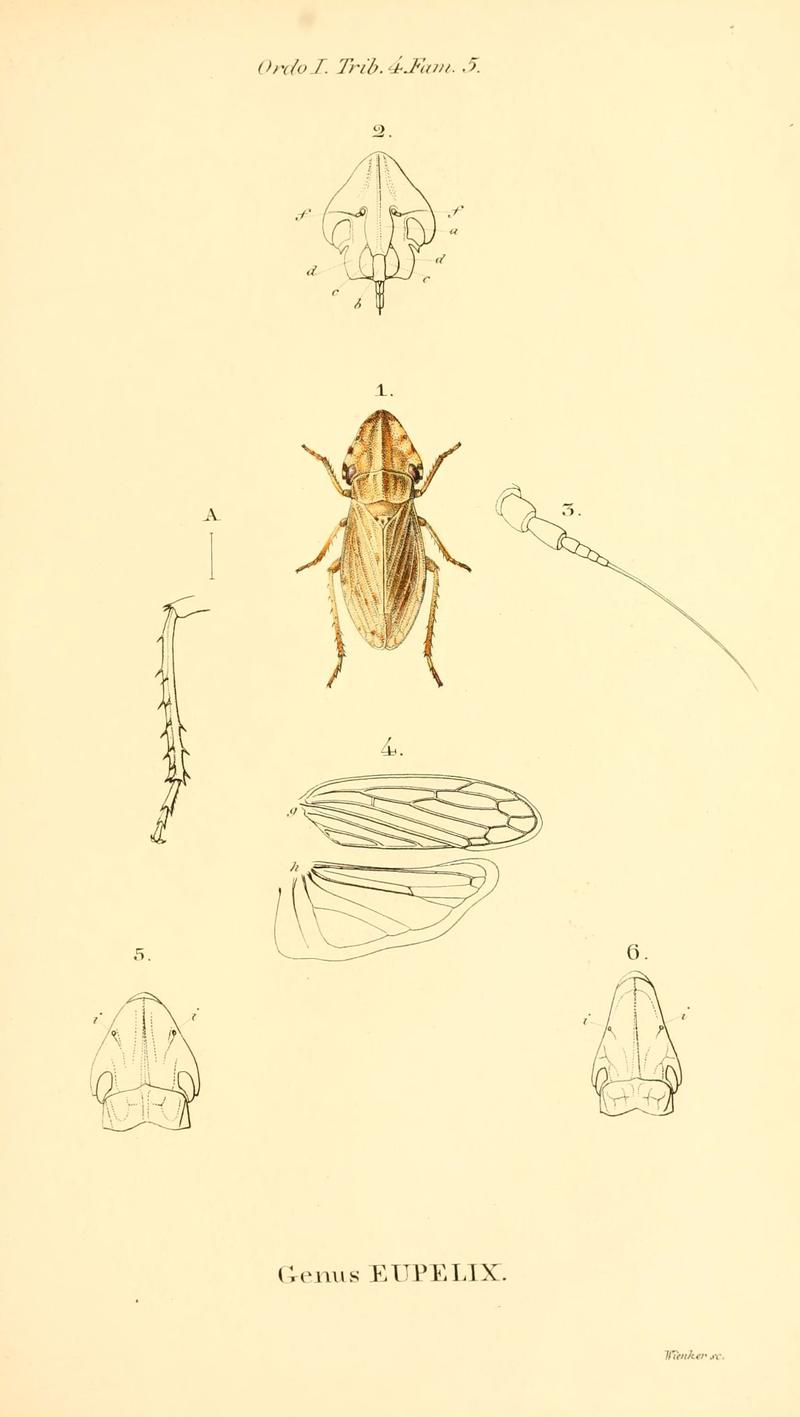 Genera quædam insectorum (6049323559)