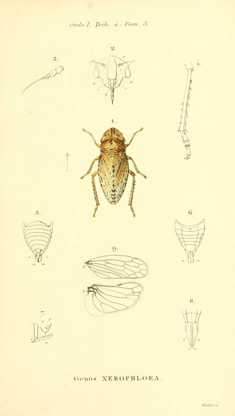 Genera quædam insectorum (6049324065)