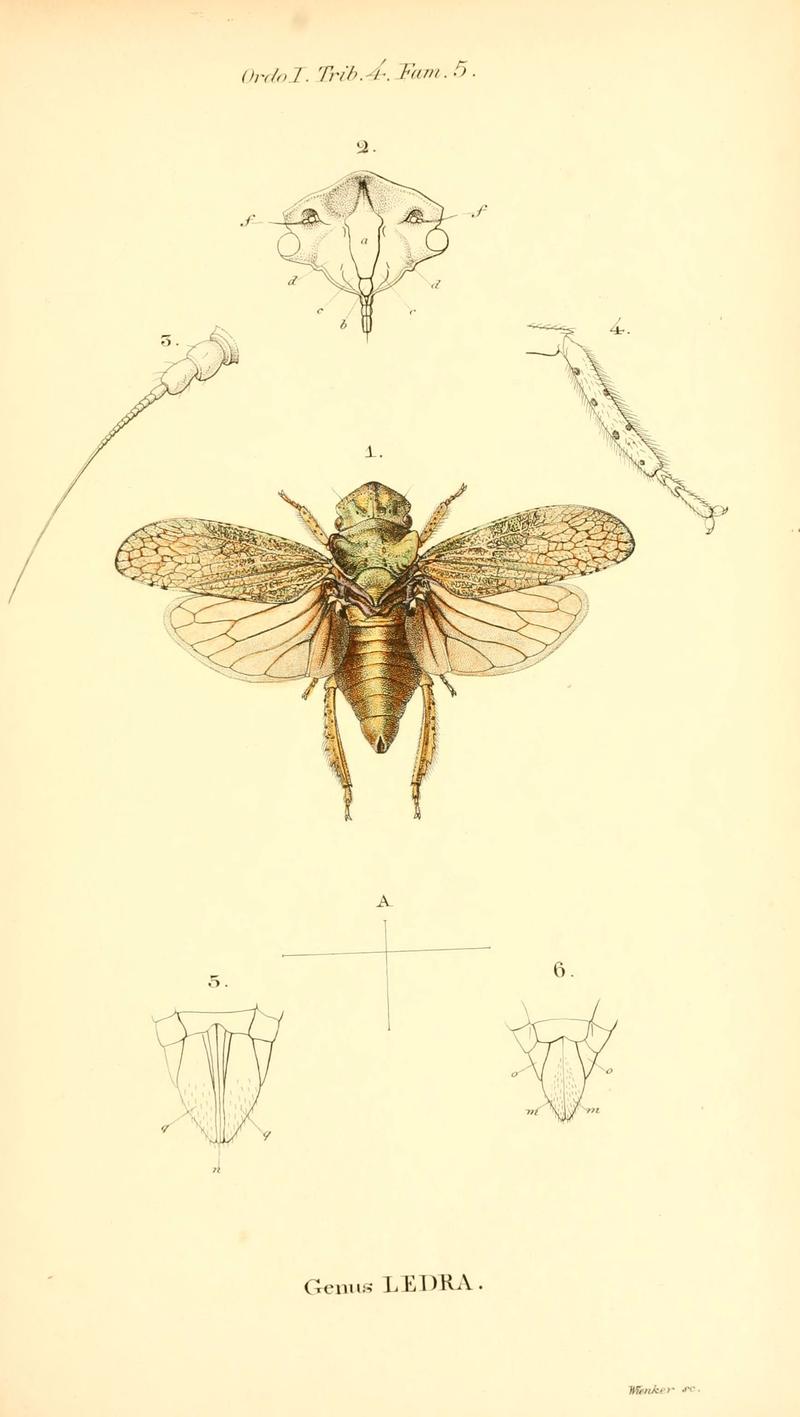 Genera quædam insectorum (6049324309)