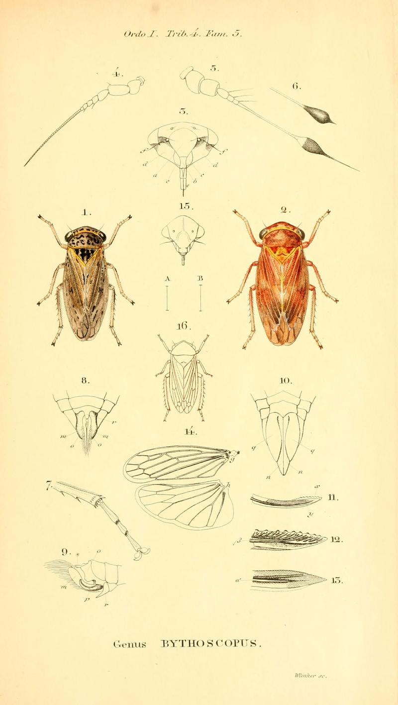 Genera quædam insectorum (6049324699)