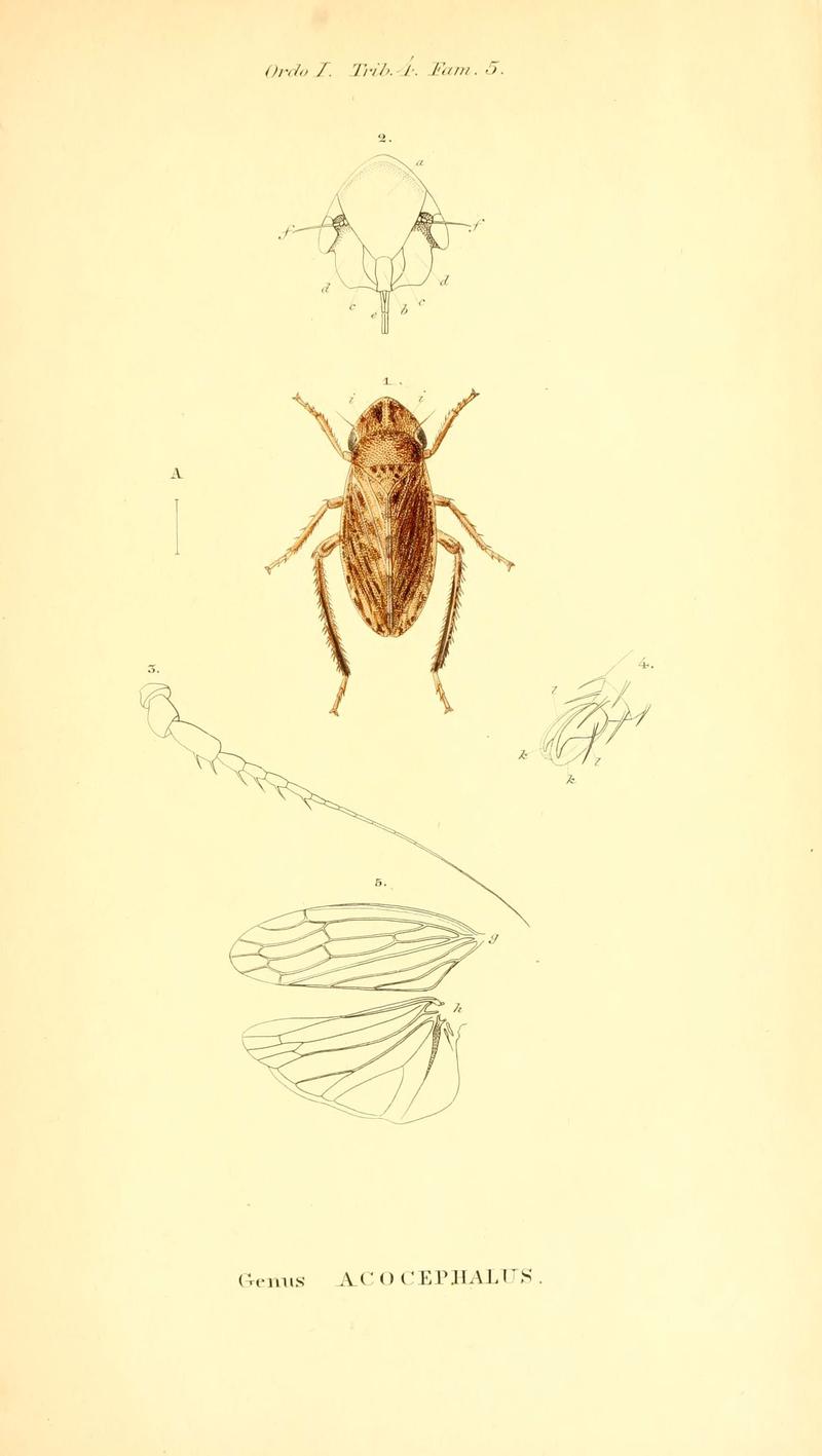 Genera quædam insectorum (6049325199)