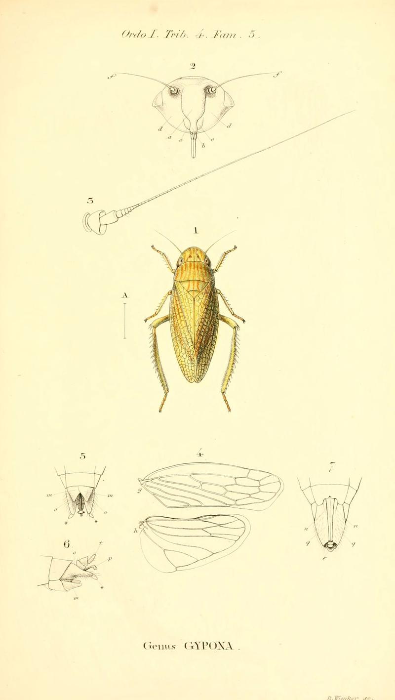 Genera quædam insectorum (6049326851)