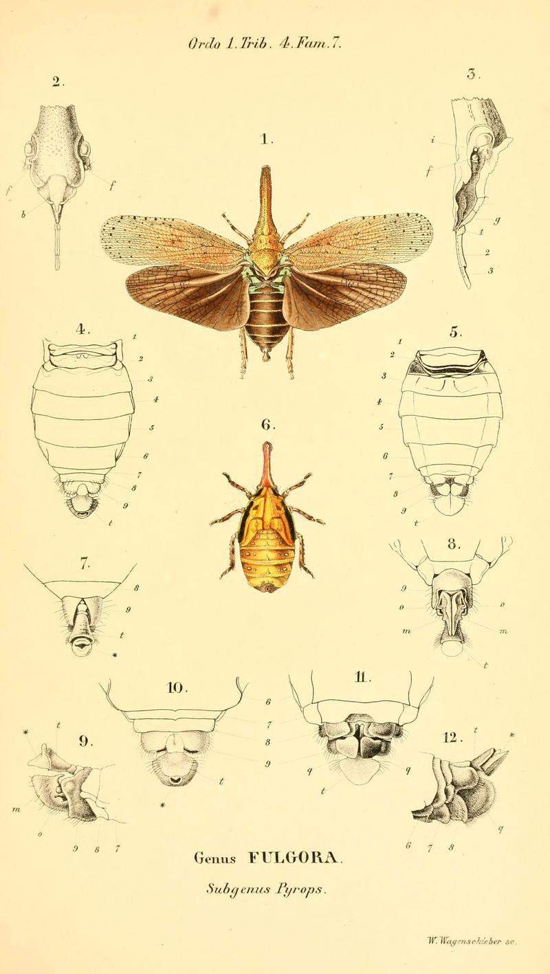 Genera quædam insectorum (6049327913)