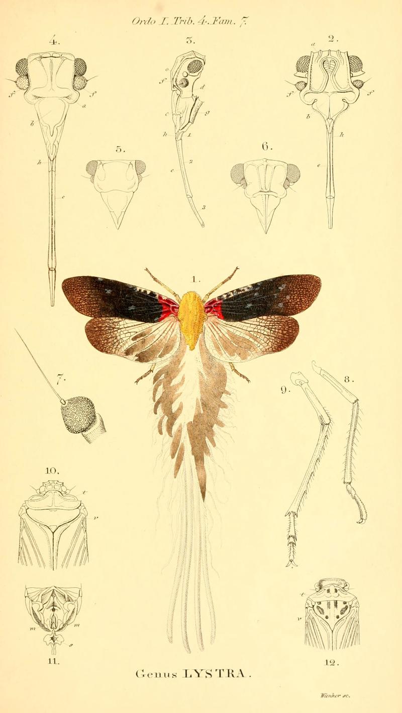 Genera quædam insectorum (6049328271)