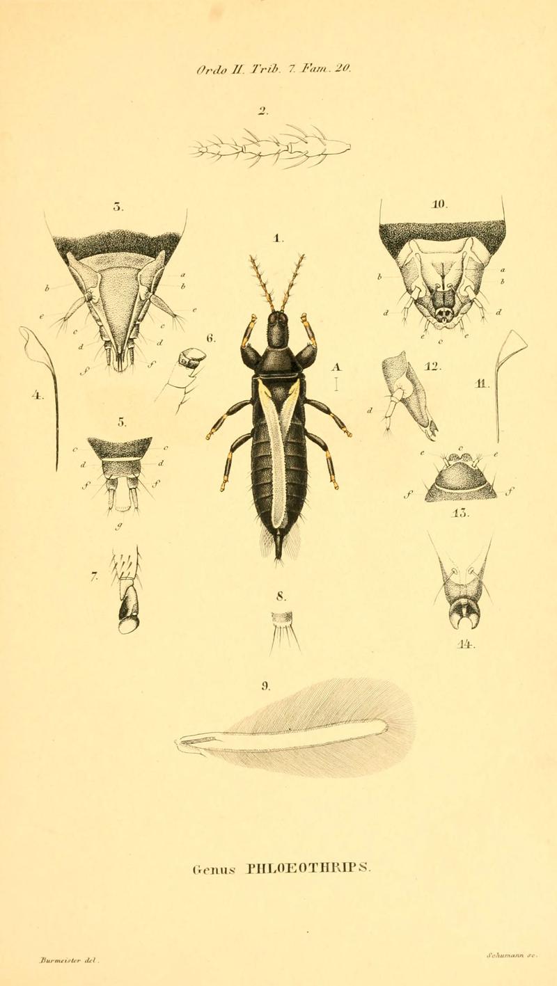 Genera quædam insectorum (6049328507)