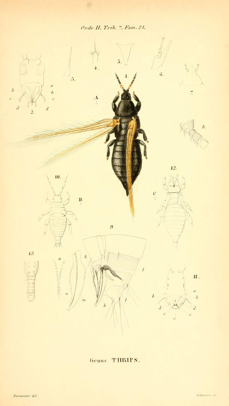 Genera quædam insectorum (6049328853)