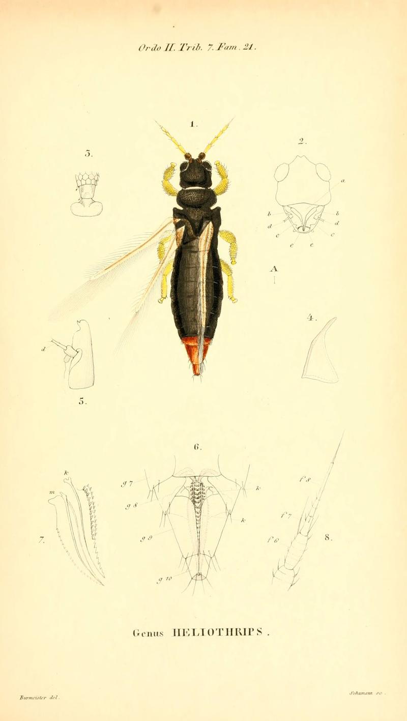 Genera quædam insectorum (6049329049)