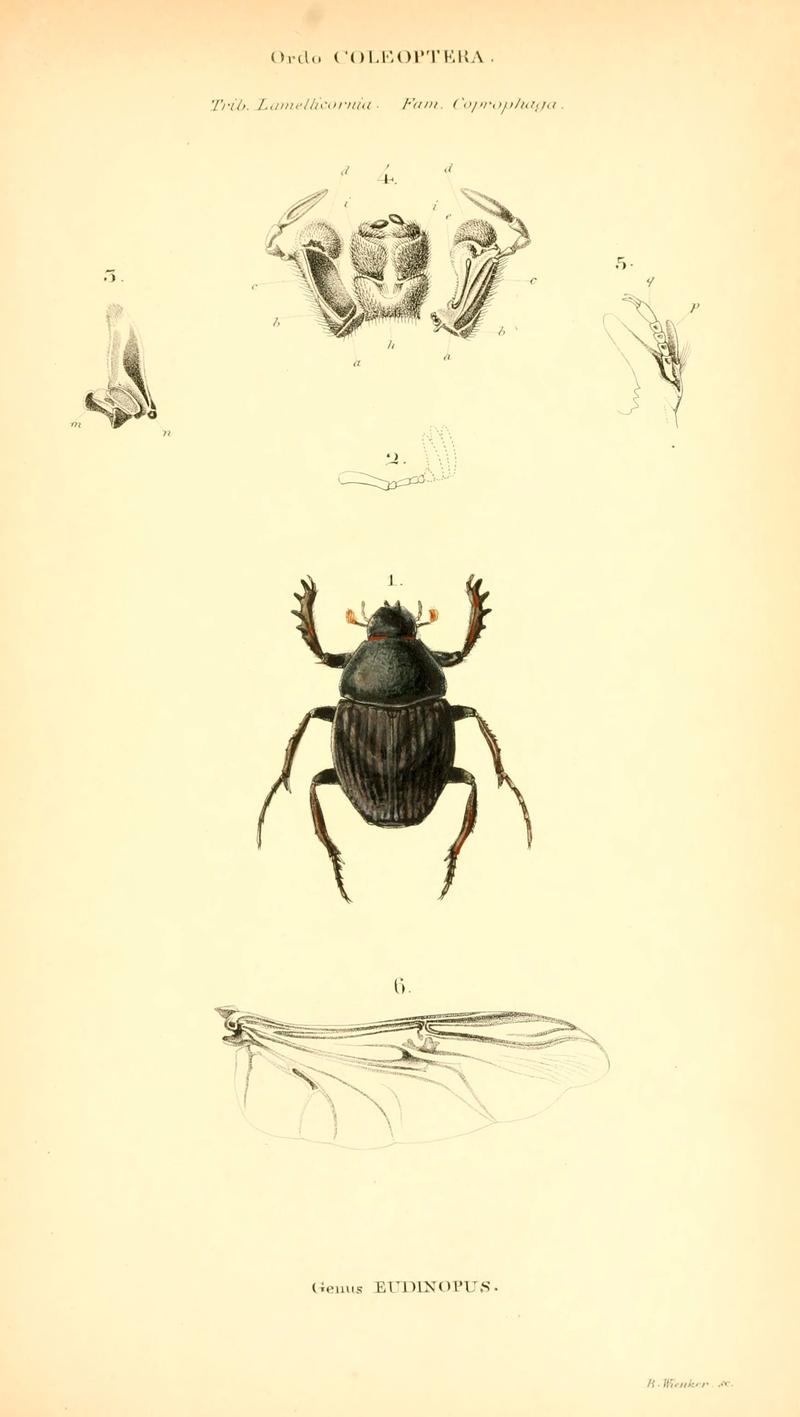 Genera quædam insectorum (6049329973)