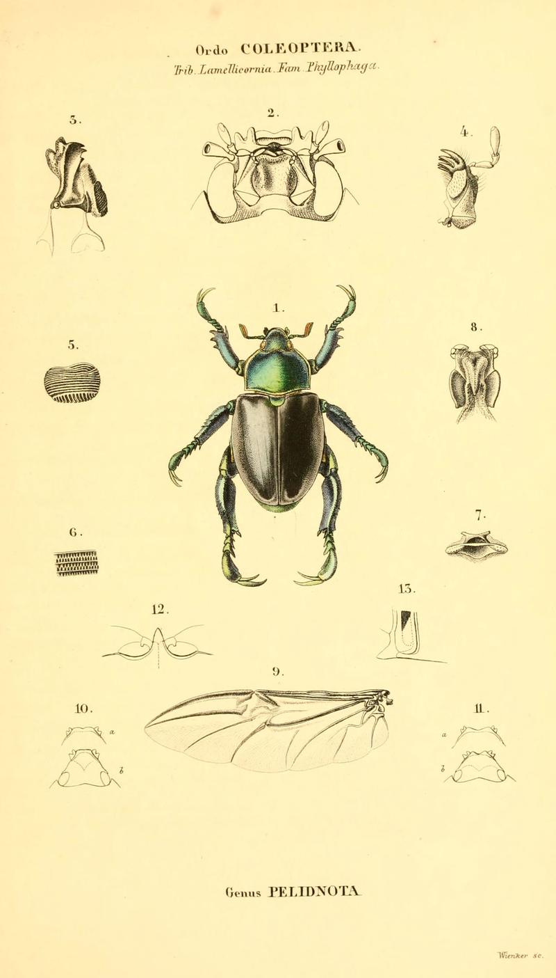 Genera quædam insectorum (6049330573)