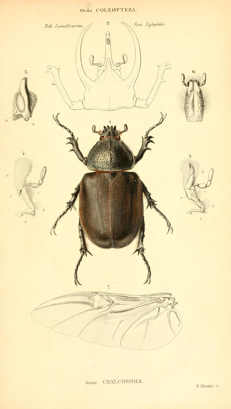 Genera quædam insectorum (6049331385)