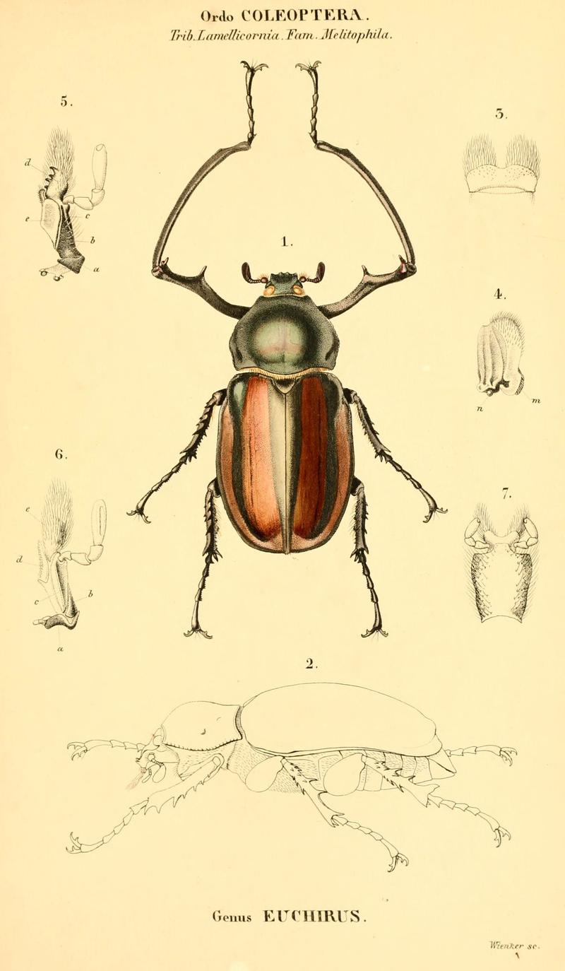 Genera quædam insectorum (6049331653)