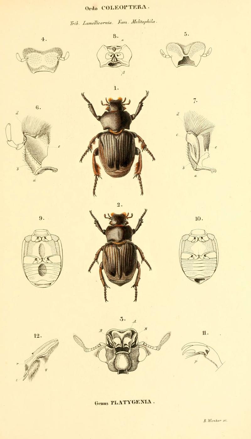 Genera quædam insectorum (6049331937)