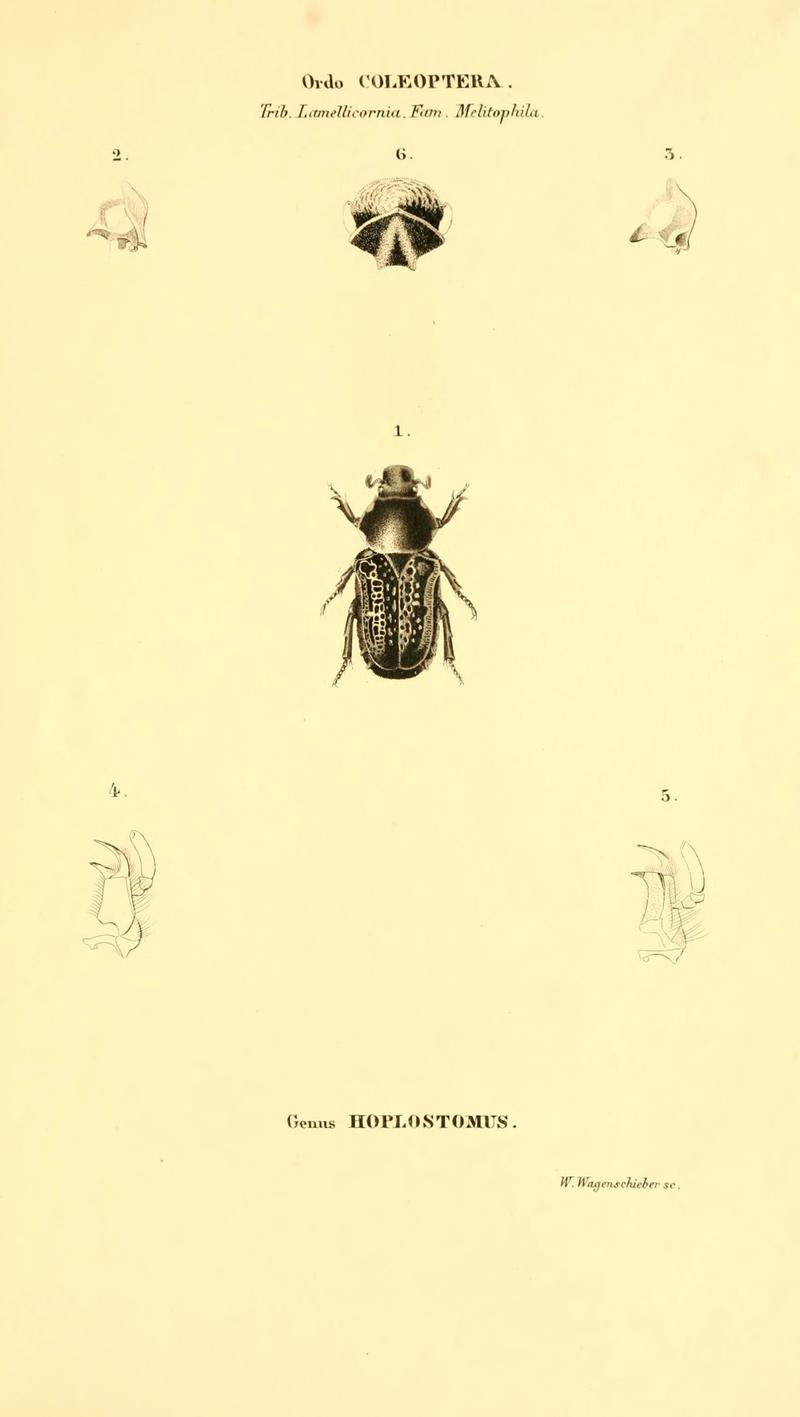Genera quædam insectorum (6049333813)