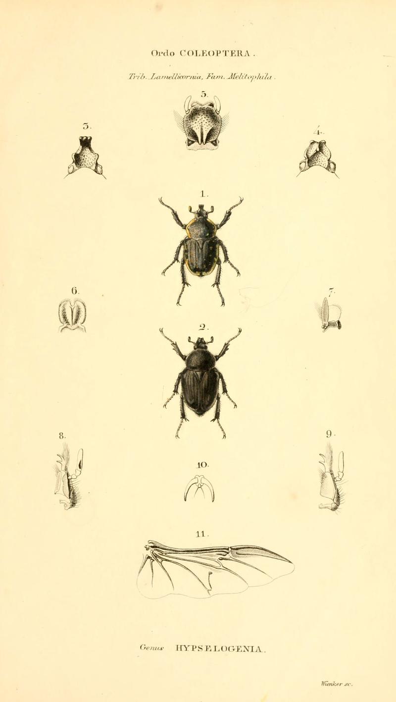 Genera quædam insectorum (6049334843)