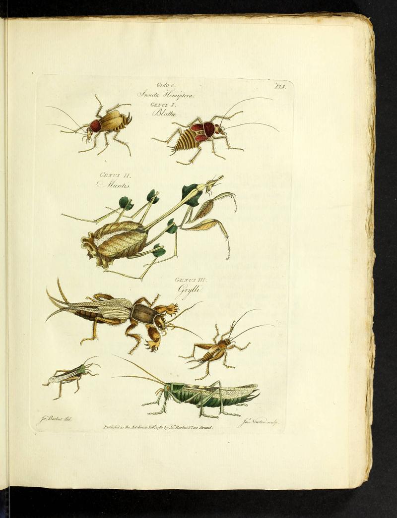 Genres des insectes Page 145