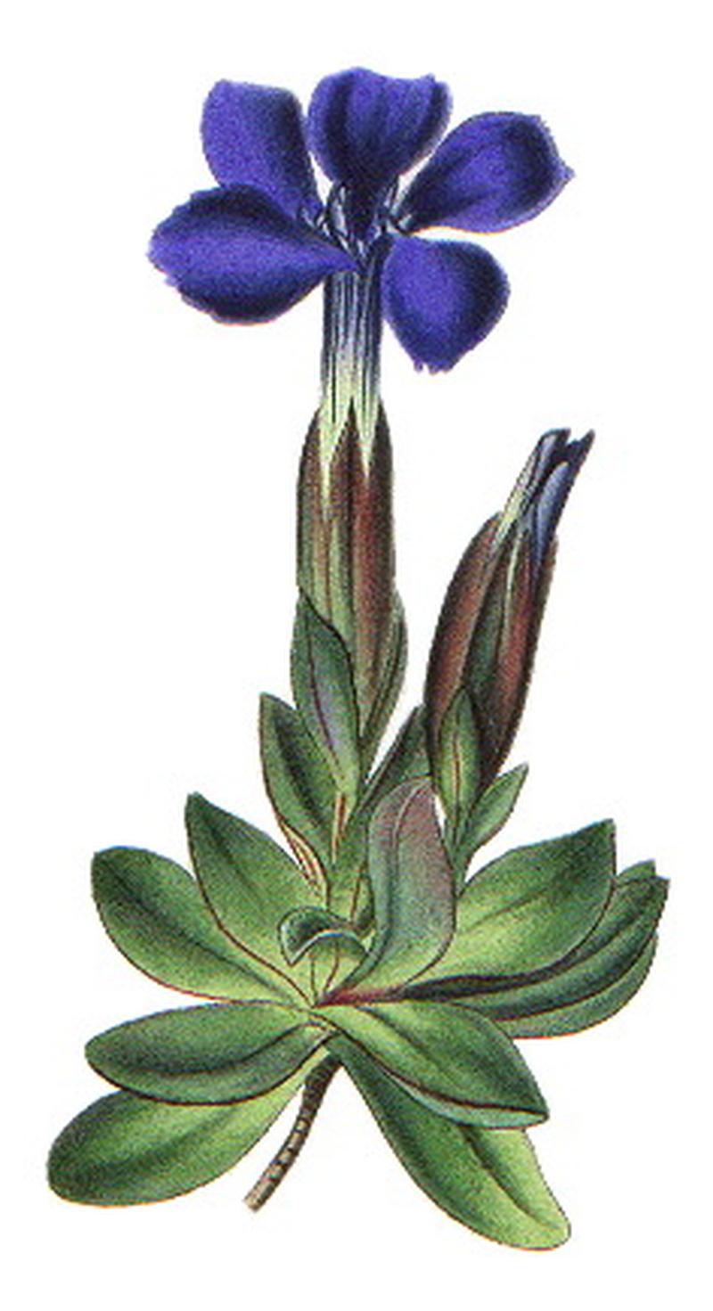 Gentiana verna-British Entomology