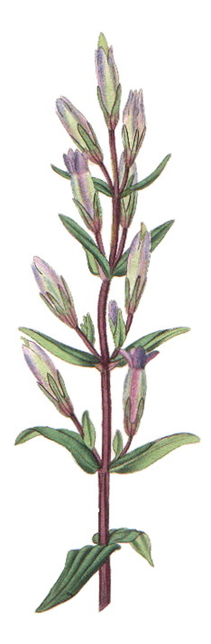 Gentianella amarella-British Entomology