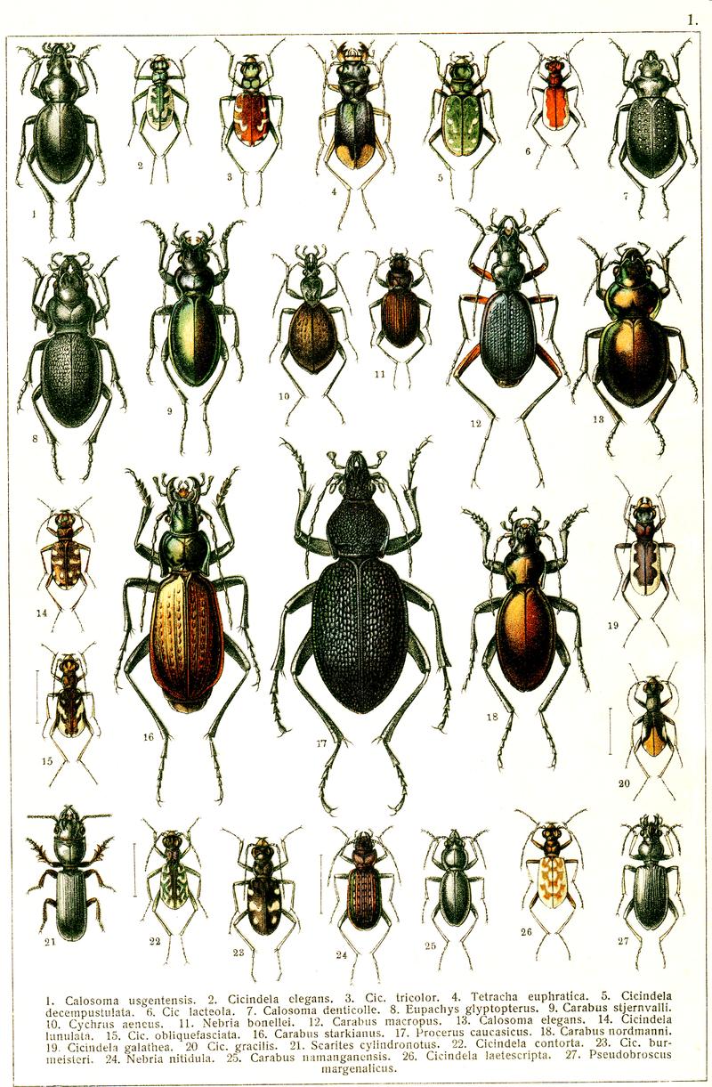 Georgiy Jacobson - Beetles Russia and Western Europe - plate 01