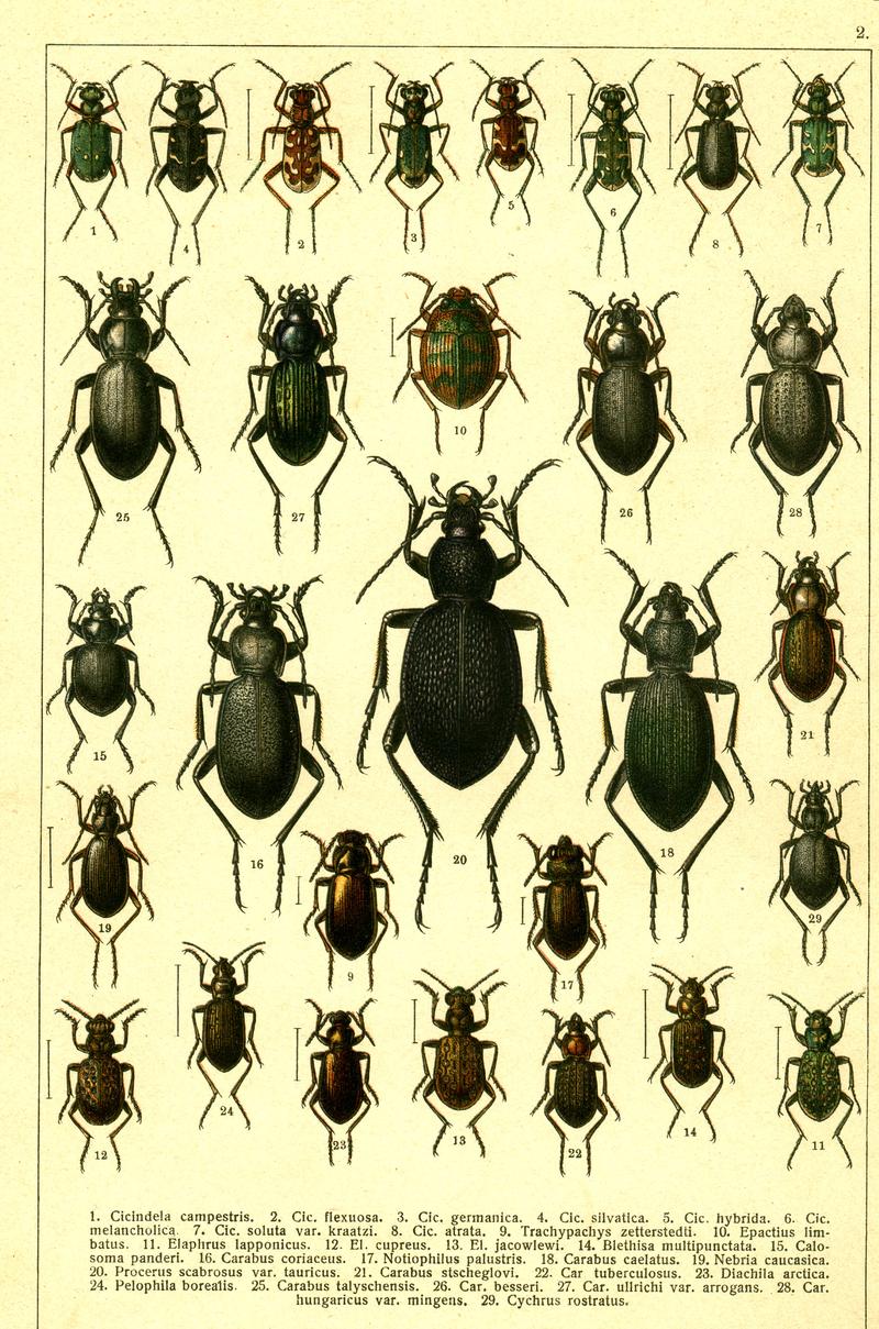Georgiy Jacobson - Beetles Russia and Western Europe - plate 02