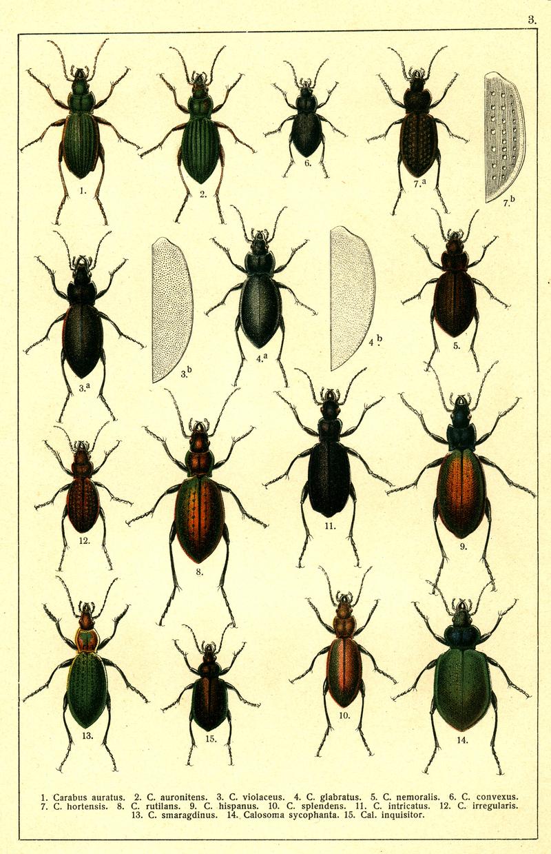 Georgiy Jacobson - Beetles Russia and Western Europe - plate 03