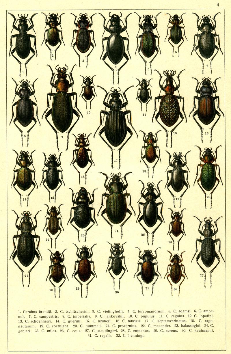 Georgiy Jacobson - Beetles Russia and Western Europe - plate 04