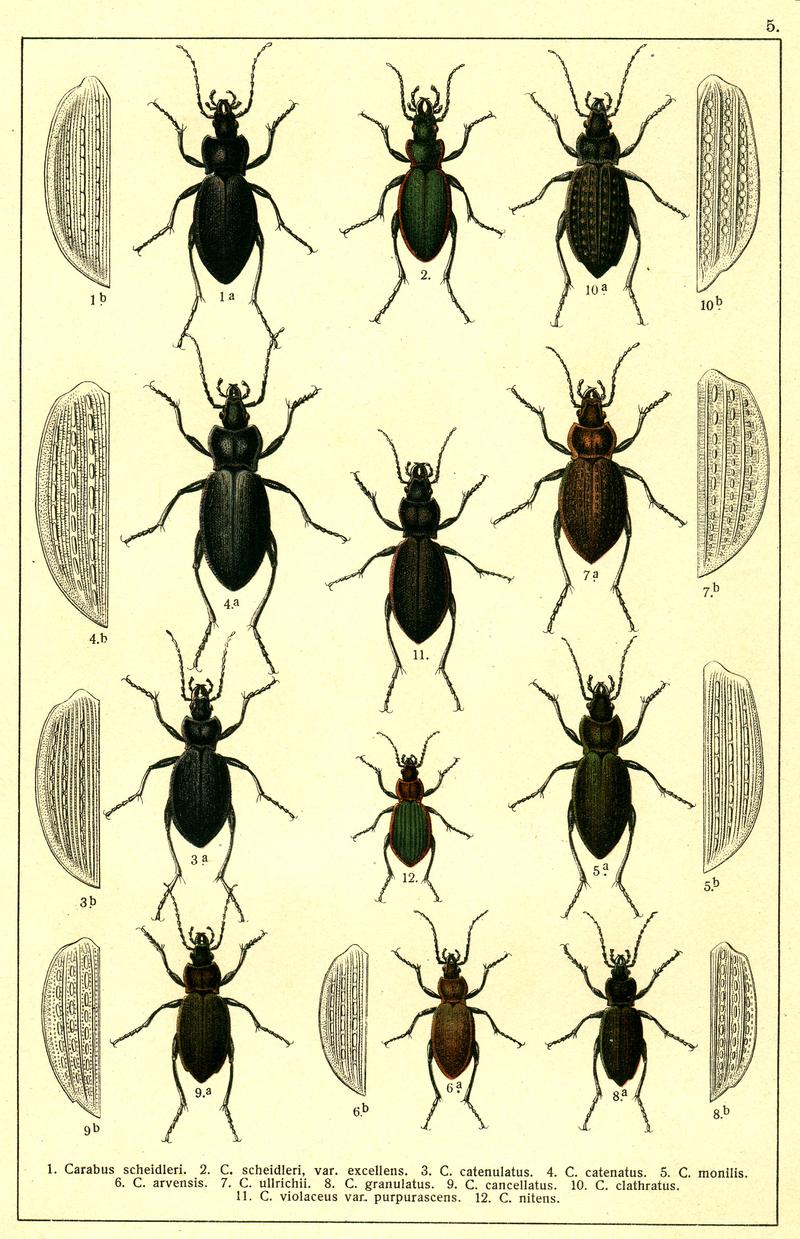 Georgiy Jacobson - Beetles Russia and Western Europe - plate 05