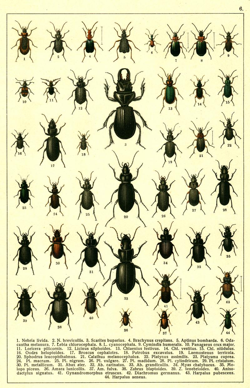 Georgiy Jacobson - Beetles Russia and Western Europe - plate 06