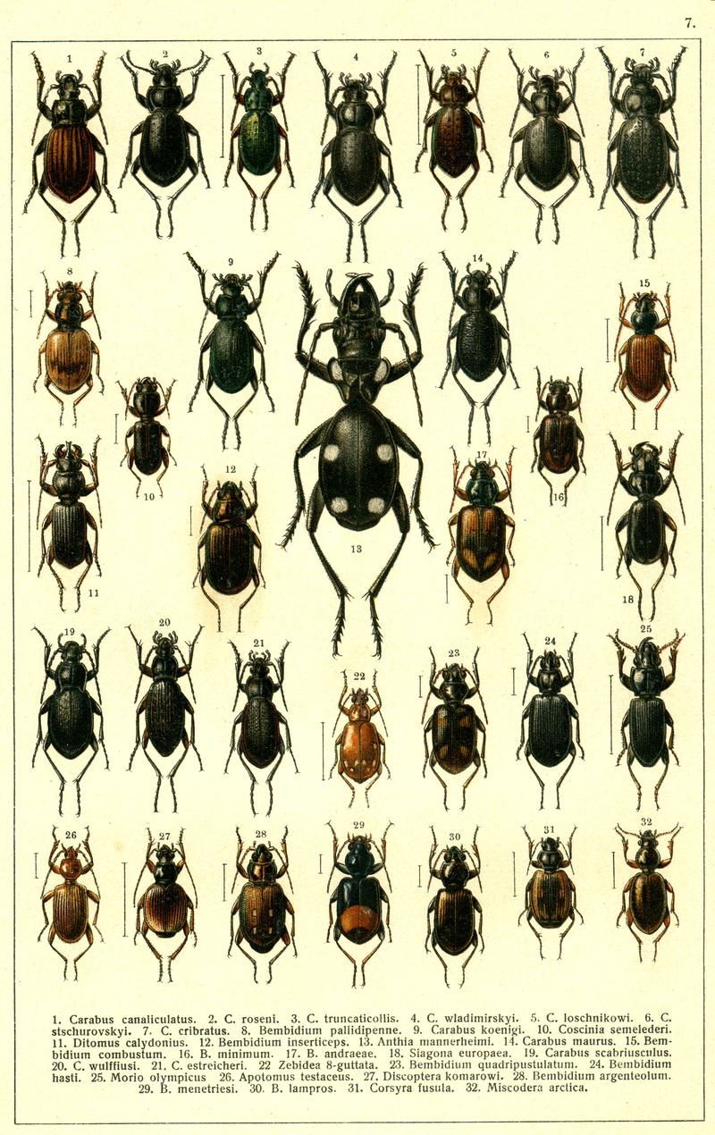 Georgiy Jacobson - Beetles Russia and Western Europe - plate 07