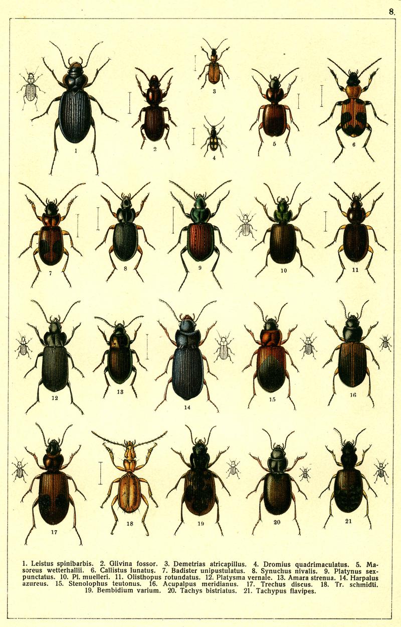 Georgiy Jacobson - Beetles Russia and Western Europe - plate 08