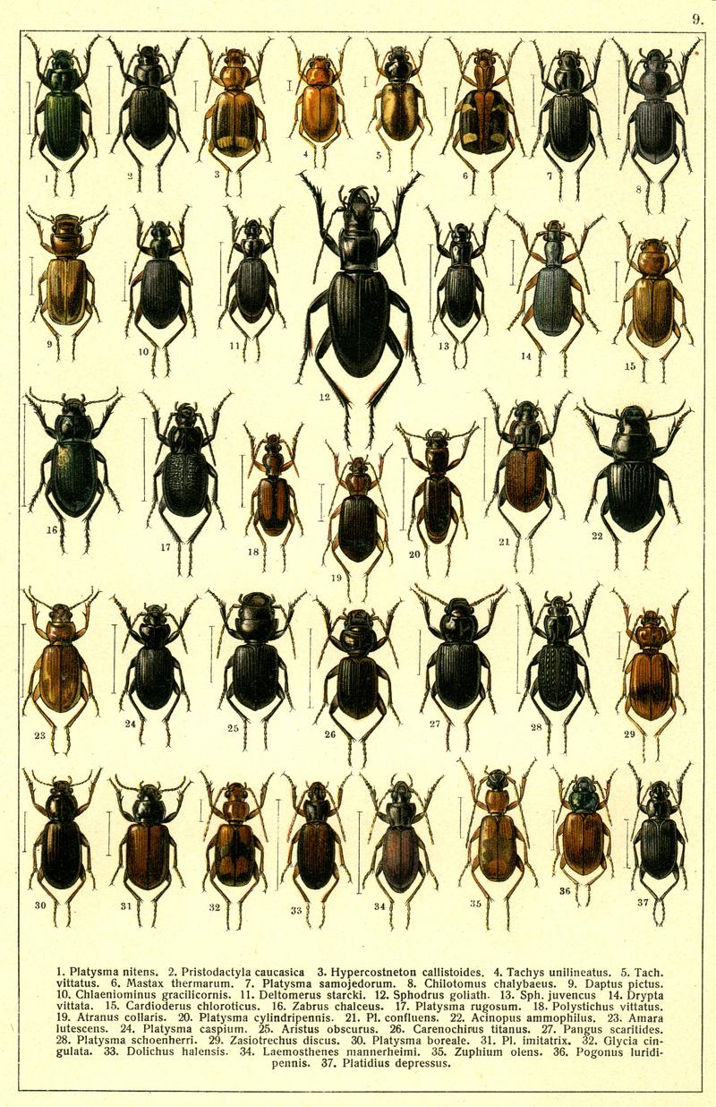 Georgiy Jacobson - Beetles Russia and Western Europe - plate 09
