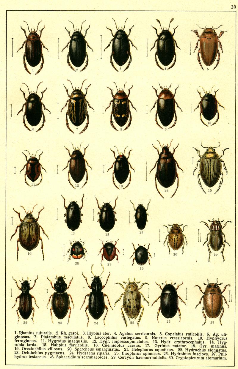 Georgiy Jacobson - Beetles Russia and Western Europe - plate 10